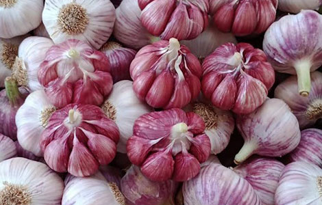 wholesale garlic distributor