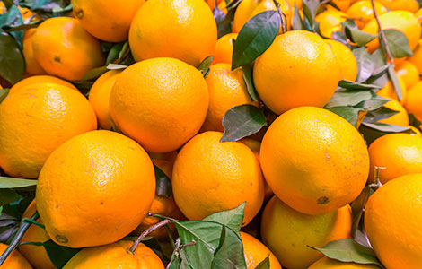 wholesale orange distributor