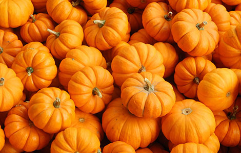 wholesale pumpkin distributor