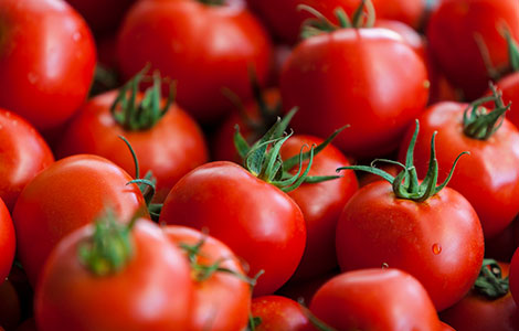 wholesale tomato distributor