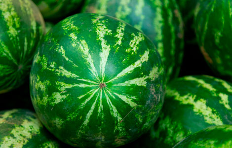 wholesale watermelon distributor